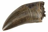 Gorgeous, Serrated Tyrannosaur Tooth - Judith River Formation #192532-1